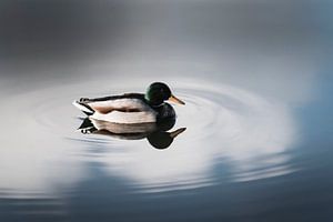 Miroir de la tranquillité - Canard sur l'eau calme