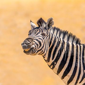 De lachende zebra van Omega Fotografie