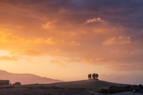 Cipressenbos op de top van een heuvel in Toscane