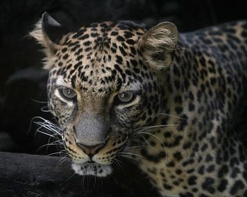 Ein Javaleopard in einem Wildpark von Anges van der Logt