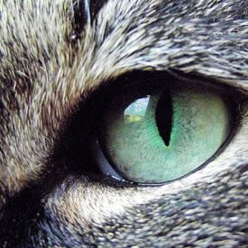 Eye of the cat van Il se