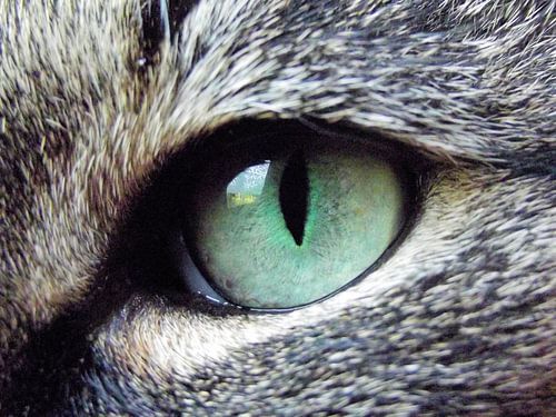 Eye of the cat