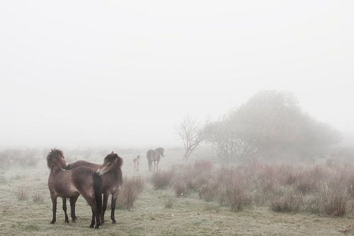 Etherische Mist en Familiale Banden: Paarden in Peize - Een Betoverend Natuurlandschap