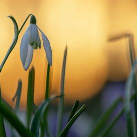 Snowdrops at sunset by Martin Podt