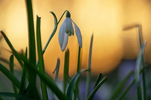 Snowdrops at sunset von Martin Podt