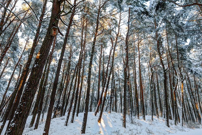 Besneeuwd bos in de avonduren. Noord-Europa van Yevgen Belich