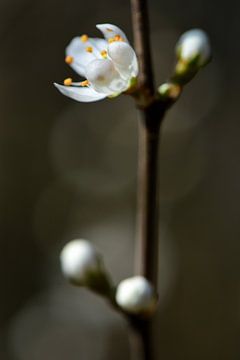 Een macro van een klein bloemetje