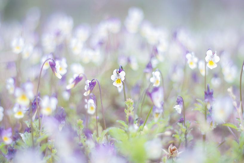 Field violets 1 by Antoine Deleij