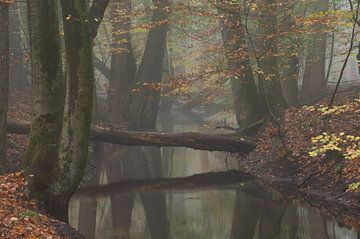 Forest stream in autumn colours by Michel Knikker