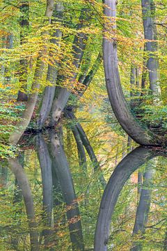 Reflection of curved tree trunks in fall forest water by Ben Schonewille