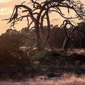 A dead characteristic tree in the evening light. by Ineke Mighorst