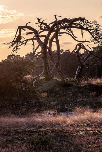 A dead characteristic tree in the evening light.