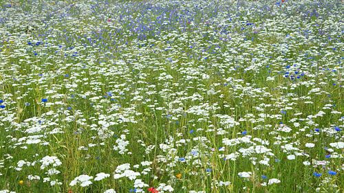 Fresh summer meadow