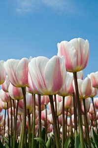 Tulipes blanches et roses