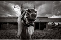 Kom wat dichter paardje!