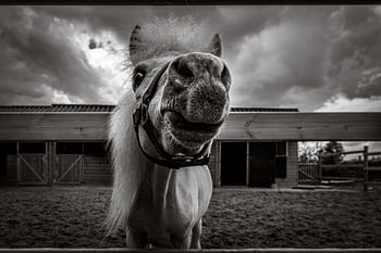 Approche-toi un peu plus du cheval !