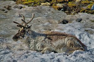 Svalbard Rentier im Schnee