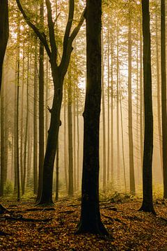 Mistige zonsopkomst in het bos van Tim ten Cate