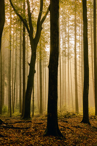Lever de soleil brumeux dans la forêt