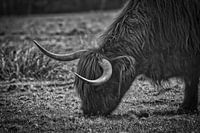 Schottischer Highlander