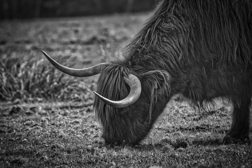 Schottischer Highlander von Wietske Uffelen