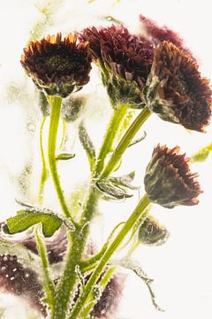 Kleine Chrysanthemen in Eis 3 von Marc Heiligenstein