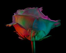 Rose weiß mit rosa . von iwan faber