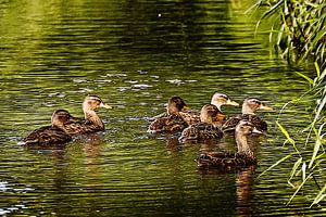 Alle Enten swimmen im Wasser