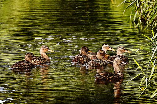 All ducks are swimming in the water