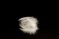 product photography as light as a feather