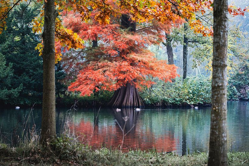 Herbst am Wasser von Rob Rollenberg