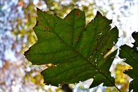 Herfstblad in de lucht