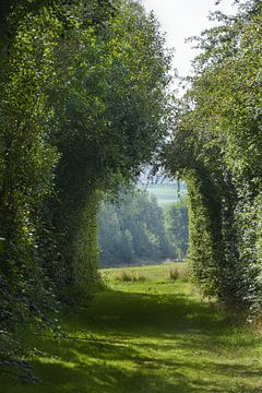 Tunnel door het groen van Geert Van Baelen