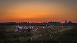 Schapen in avondrood van piet douma