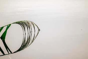 Une réflexion en silence