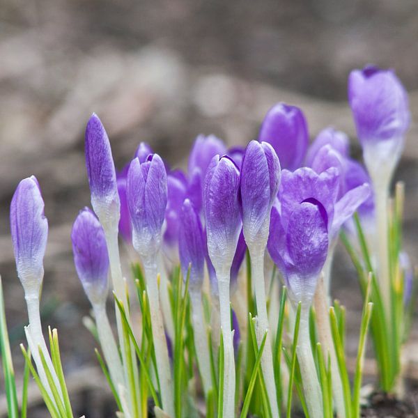 Purple crocuses in the spring light by Silva Wischeropp