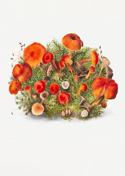 Study of Mushrooms (1880) Portrait Mode by Pictufy 