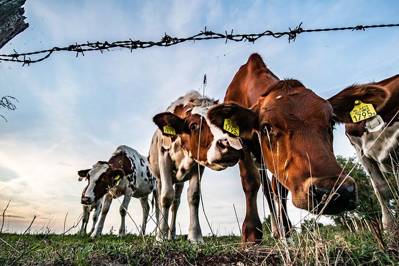 Cows, Pinks, Holland by Frank Slaghuis
