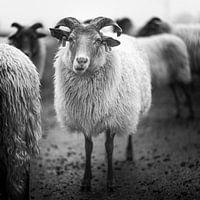 Drenthe heather sheep