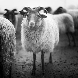 Drenther Heidschnucken von Joris Louwes