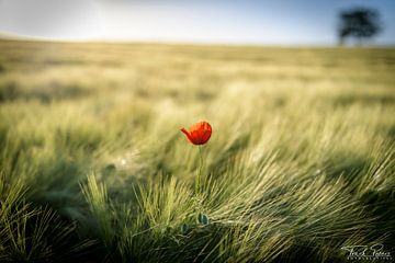 The power of red by FotoCreatives