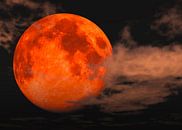 Blood Moon - totale maansverduistering van Max Steinwald thumbnail