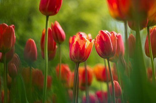 Rode tulpen
