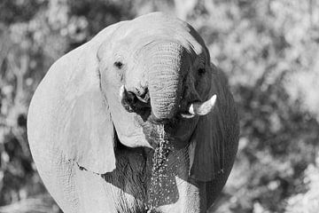 Drinking elephant