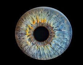 Blue Eyes van Jolanda Hugens Kommers