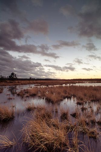 Strabrechtse Heide 184