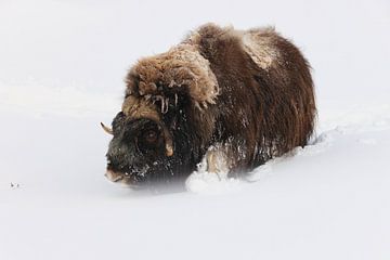 Muskusossen in diepe sneeuw in het nationaal park Dovrefjell-Sunndalsfjella N van Frank Fichtmüller