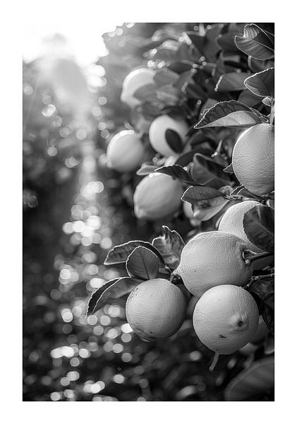 Lemon grove in the twilight with setting sun by Poster Art Shop