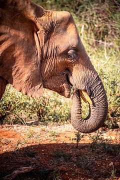 Olifant uit Kenia, Afrika op de savanne in Tsavo Nationaal Park van Fotos by Jan Wehnert