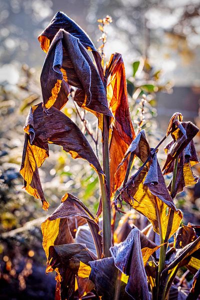 Bananenblad van Rob Boon